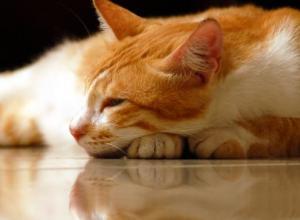 brand-diricter-image